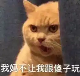 看了这些日入万元的宠物,我再也不敢说我活得像条狗