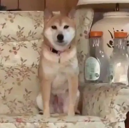 柴犬和两只哈士奇生活在一起,可没几天后,整只狗都不好了