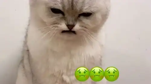 猫咪看见臭豆腐时的样子,这表情真的是太绝了,像极了不喜欢臭豆腐的人