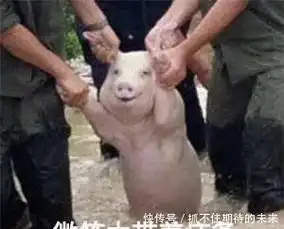 从台风中抢救出来的猪被做成表情包网友还不如让我死了算了
