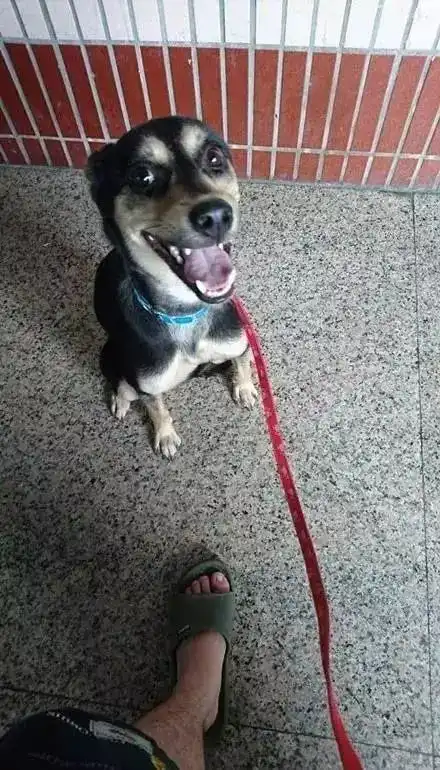 狗狗有多讨厌下雨天看它们的表情就知道啦