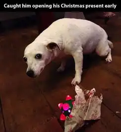 动物犯错内疚表情萌哭众人