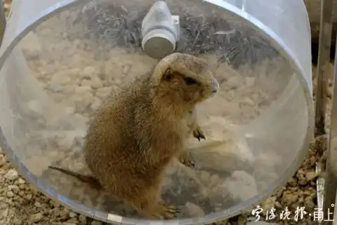 宁波这个地方来了一家三口,个个身怀绝技