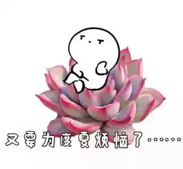搞笑多肉表情包分享