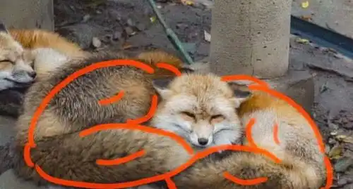 一只柴犬引发的p图大赛,这届网友的脑洞太大了