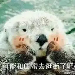 寻娘子记之水獭表情包可爱搞笑当媳妇没有回消息的时候腾牛个性网