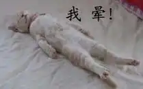 qq表情搞笑qq表情动物图片我晕
