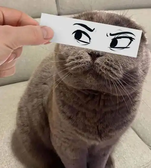 只需要一张小纸条就能让猫咪秒变表情包,搞笑的气质简直浑然天成