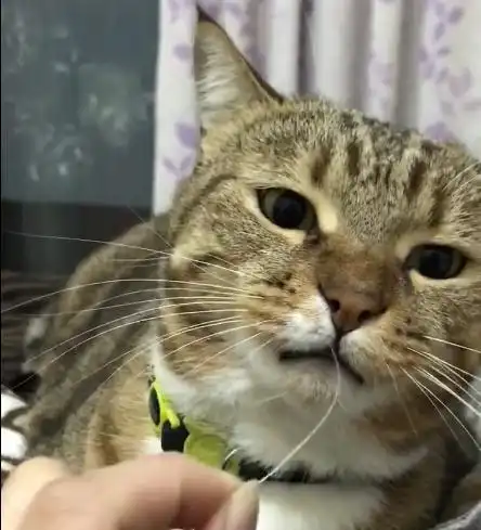 如果揪掉胖猫一根胡子,会怎么样是死亡凝视,还是土拨鼠尖叫