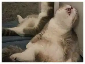 小伙把假蛇放在猫身上,当猫看到假蛇后,立马吓出了表情包