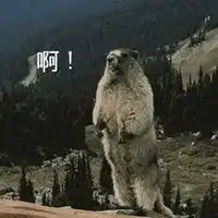 啊表情包土拨鼠