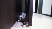 二货猫咪qq表情欢乐的二货猫咪