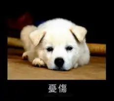 猫猫狗狗的喜怒哀乐
