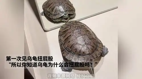 第一次见乌龟扭屁股,听说宠物随主人,是真的吗