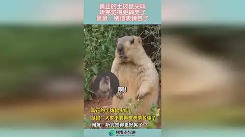 真正的土拨鼠尖叫,听完觉得更搞笑了,鼠鼠别信表情包了