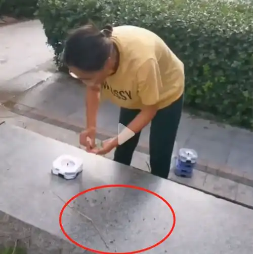 突发河北一女子小区放生大量蟑螂,网友这属于违法,严查她