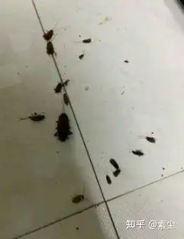 怎么克服怕蟑螂的心理怎么克服怕蟑螂的心理问题