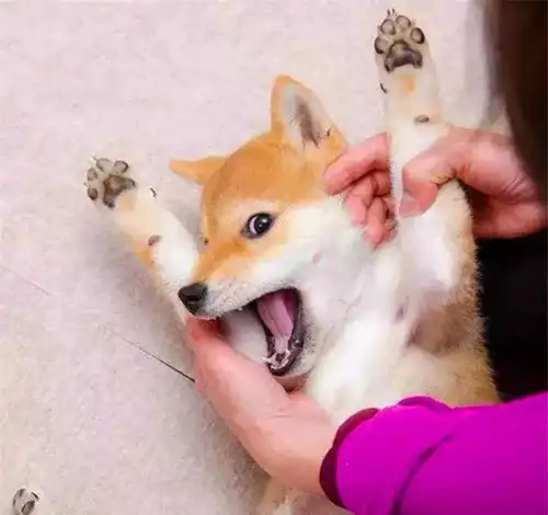 柴犬就是行走的表情包,又蠢又萌又可爱,果真颜值即是正义