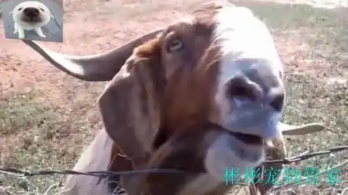 盘点动物们的搞怪表情,你看到那个笑了