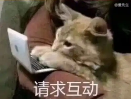 可爱小猫表情包你是猪,我不要理你