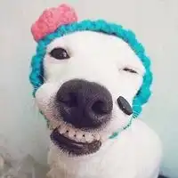 一只狗咬着花笑的头像微信头像图片大全