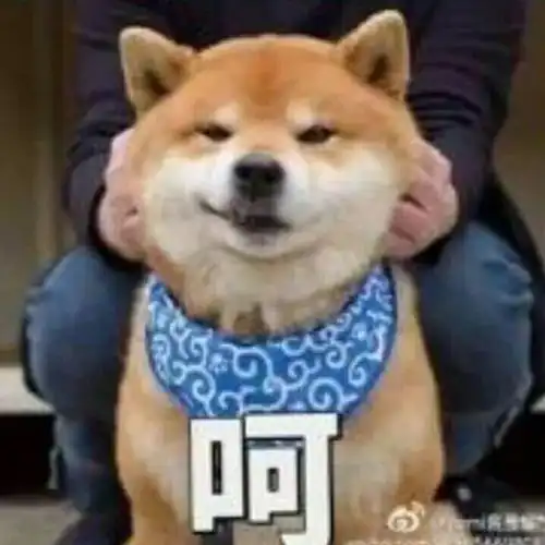 动物萌萌哒的小狗狗来圈粉了