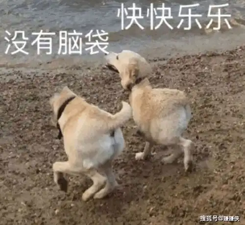 搞笑表情包图片快看那个人,这是他第100次说要减肥了