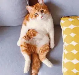 猫中的哈士奇皮出了新高度你还敢养这种猫