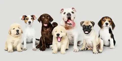 十大可爱的犬种排行榜,前十名可爱的狗狗犬种