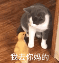 猫咪表情包喵