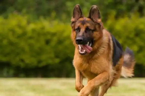 每天给牧羊犬讲道理会发生什么看这只德牧的表情就知道了