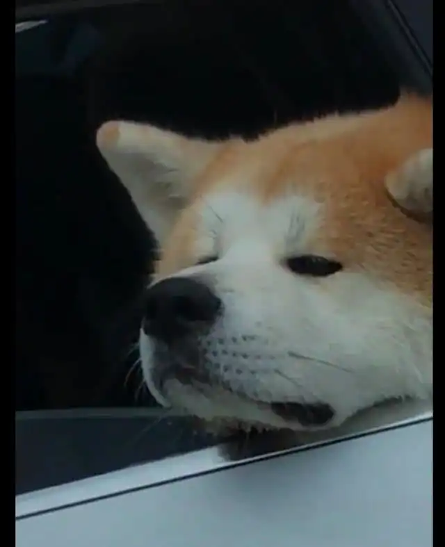 主人把柴犬独自留在车里,它一脸无奈表情铲屎的什么时候回来
