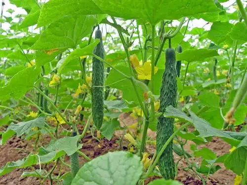 2021年农民承包土地搞种植业,3大优惠政策扶持,专家告诉你