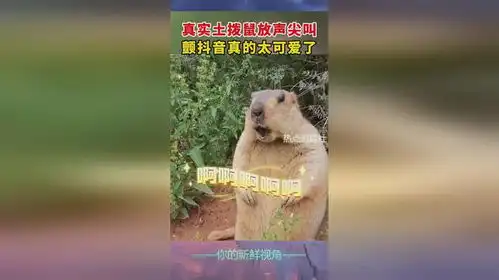 真实土拨鼠放声尖叫,颤抖音真的太可爱了