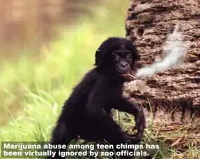 搞笑动物图集该戒了哈,你们