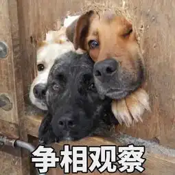 朋友圈搞笑表情包