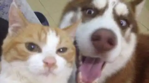 抖音的动物03一猫一狗一家人
