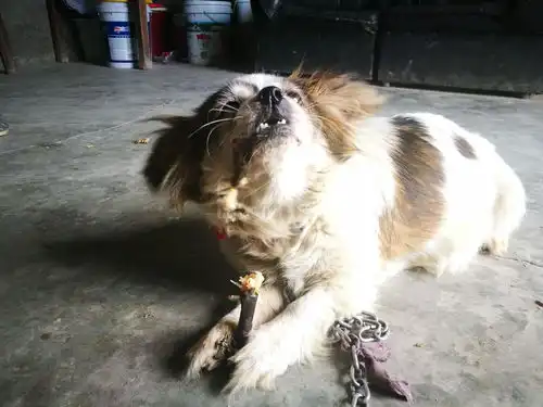 你的宠物有哪些有趣的表情包