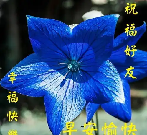 朋友圈早安问候静态表情图片,清晨早上好暖心祝福语句子
