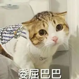 猫咪委屈表情包合集