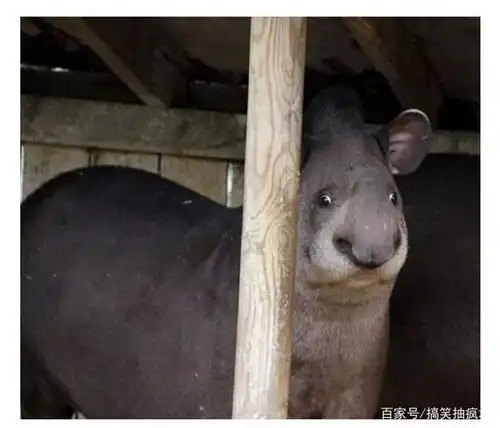 动物们那些有趣的表情,简直可以作为包了,哈哈哈哈哈