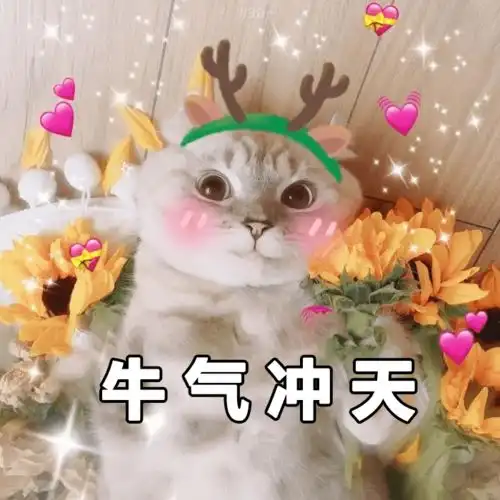 快保存最适合过年搞钱的99个猫表情包