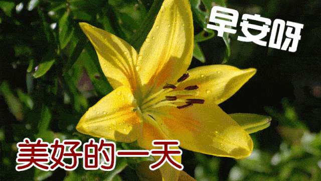 2021新版微信早晨好短信大全,早上好动态表情图片大全