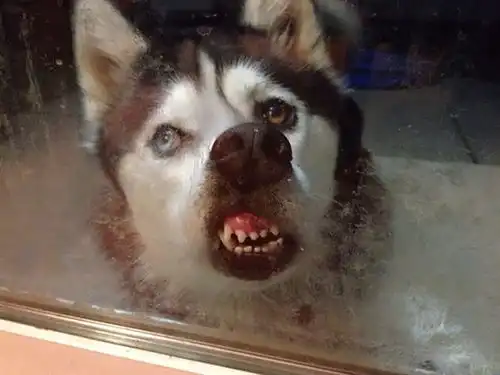 动物搞笑表情包gif