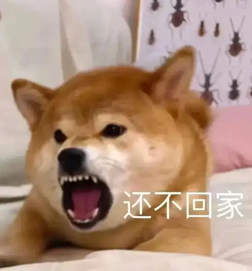 一些奇奇怪怪的狗狗表情包3
