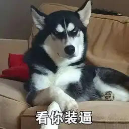 八哥犬荣登二货榜首,你还不知道么