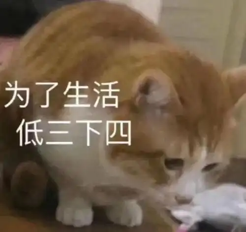 表情包大乱斗一定有你喜欢的噢
