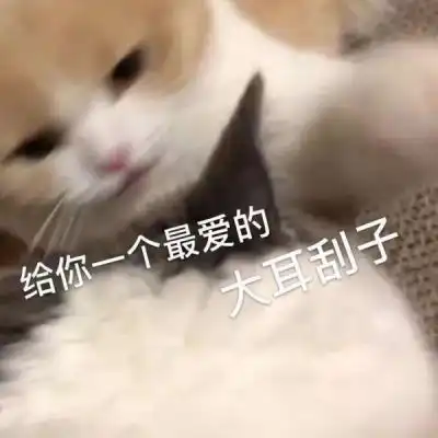 可爱猫猫