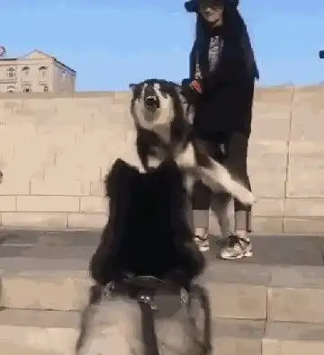 偶遇恶犬,阿拉斯加边吠叫边后退,主人打不过就跑,狗怂话还多