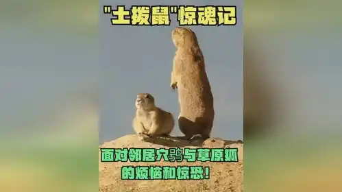 土拨鼠惊魂记面对邻居穴鸮与草原狐的烦恼和惊恐